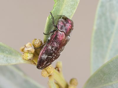 Diphucrania nubeculosa, PL0347B, female, on Acacia argyrophylla, MU, 9.8 × 3.7 mm